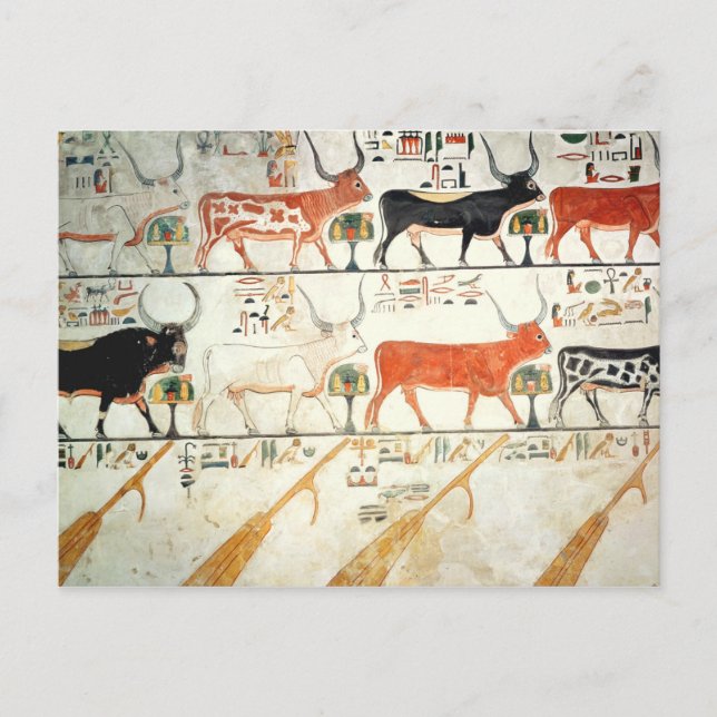 The seven celestial cows and the sacred bull postcard (Front)