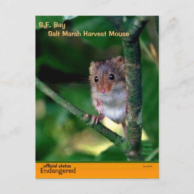 the SF Bay "Salt Marsh" mice are endangered - Holiday Postcard (Front)