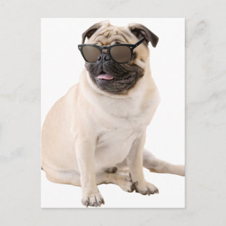 The Shady Pug (Colour) Postcard