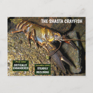 The Shasta Crayfish is endangered - 3 - Holiday Postcard