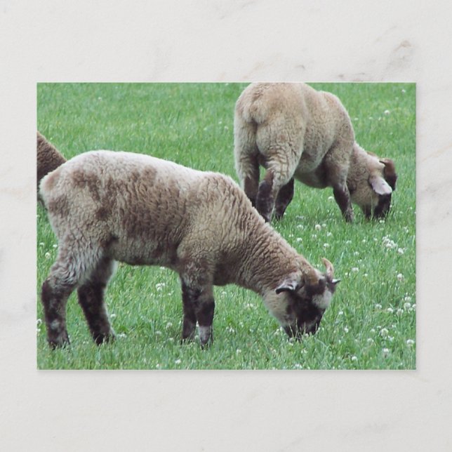 The Sheep of Mount Vernon... Postcard (Front)