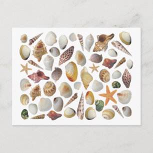 The Shell Collector Post Card