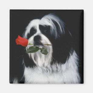 The Shih Tzu Dog Magnet