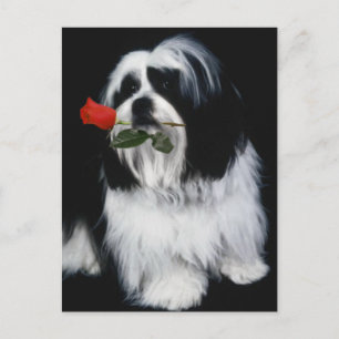 The Shih Tzu Dog Postcard