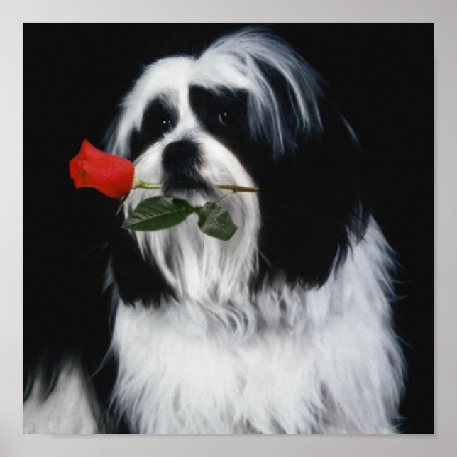 The Shih Tzu Dog Poster (Front)