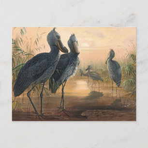 The Shoe Bill by Joseph Wolf Postcard