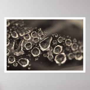 the shoe drops poster