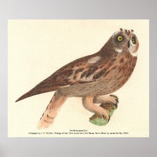 The Short-eared Owl (Otus palustris) New York Bird Poster