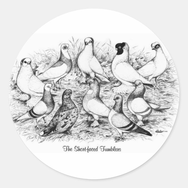 The Short-faced Tumbler Pigeons Classic Round Sticker (Front)