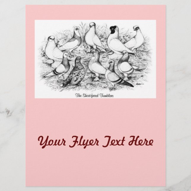 The Short-faced Tumbler Pigeons Flyer (Front)