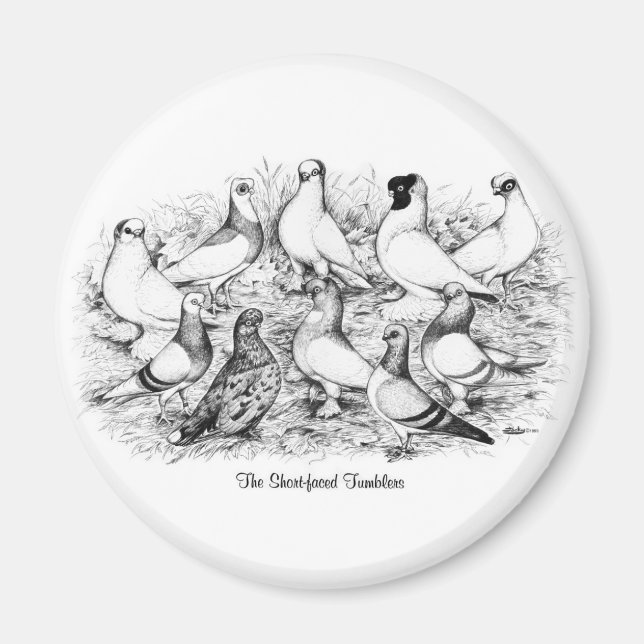 The Short-faced Tumbler Pigeons Magnet (Front)