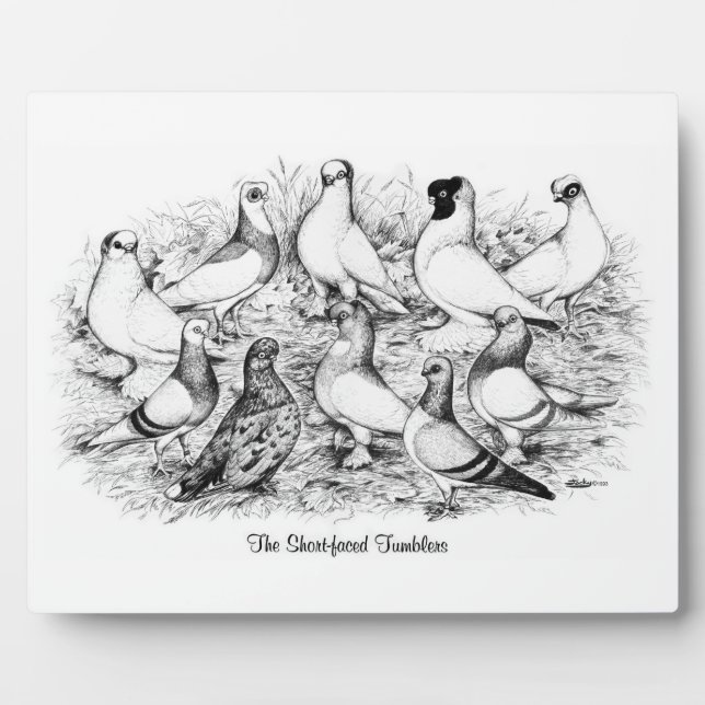 The Short-faced Tumbler Pigeons Plaque (Front)