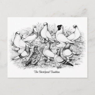 The Short-faced Tumbler Pigeons Postcard