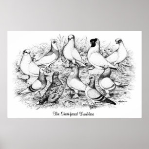 The Short-faced Tumbler Pigeons Poster