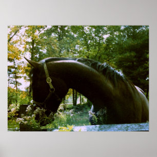 The Shy Horse Poster