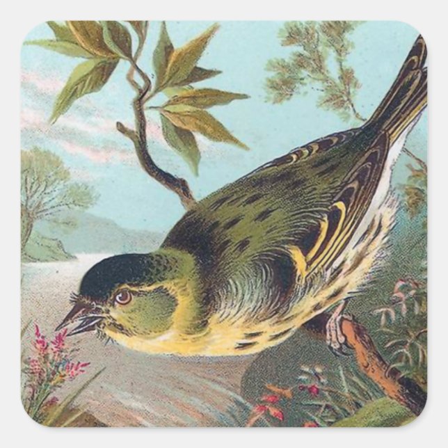 The Siskin Vintage Bird Illustration Square Sticker (Front)