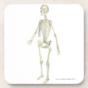 The Skeletal System Coaster
