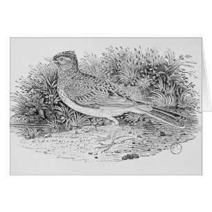 The Skylark
