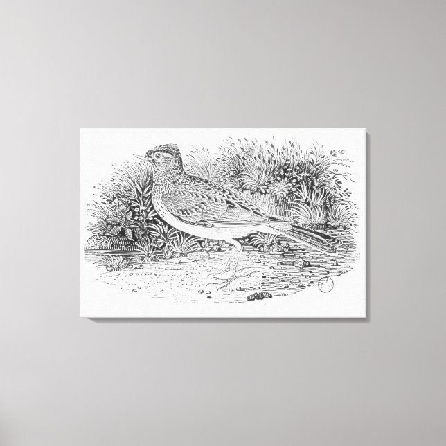 The Skylark Canvas Print (Front)