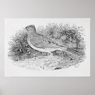 The Skylark Poster