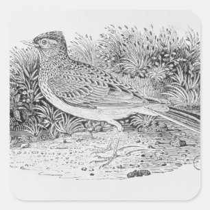 The Skylark Square Sticker