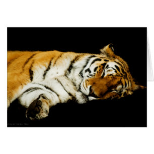 The Sleeping Amur Card