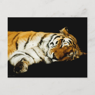The Sleeping Amur Postcard