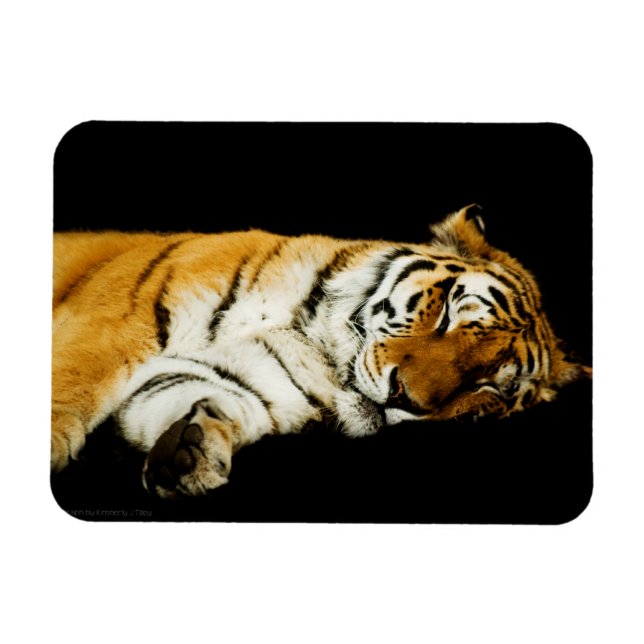 The Sleeping Amur Premium Magnet (Horizontal)