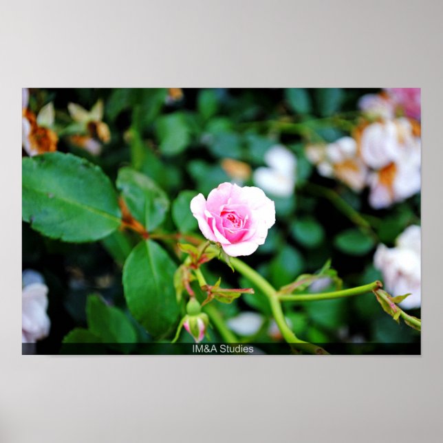 The Small Rose Poster (Front)