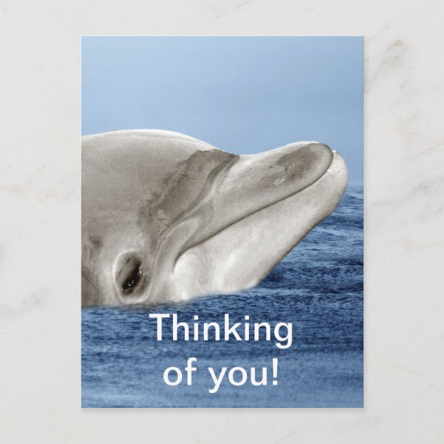 The smiling dolphin postcard (Front)