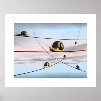 The snail tracks poster