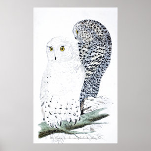"The Snowy Owl ~official bird of Quebec" Poster