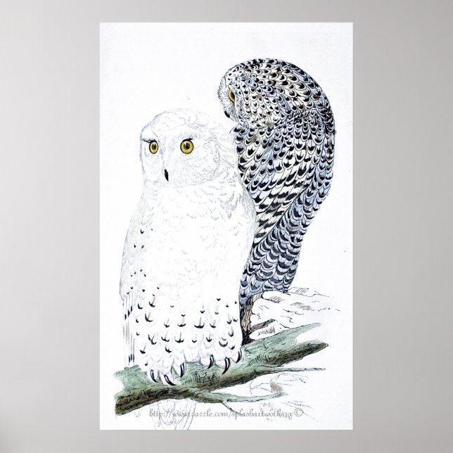"The Snowy Owl ~official bird of Quebec" Poster (Front)