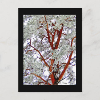 the snowy tree postcard
