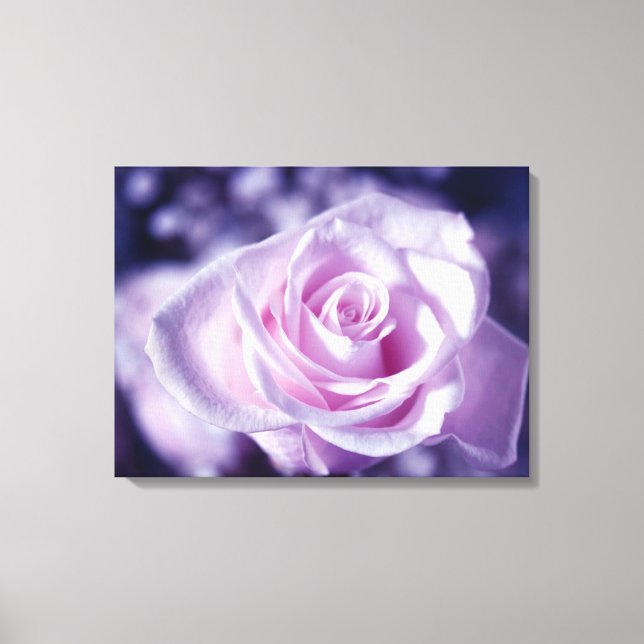The Softest Pink Rose Stretched Canvas Print (Front)
