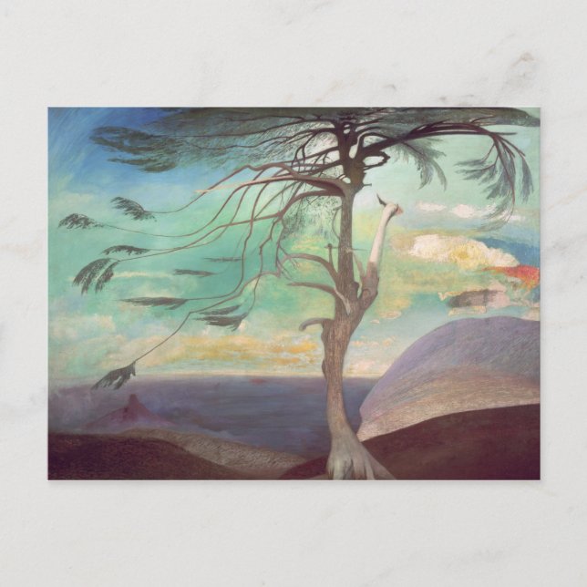 The Solitary Cedar, 1907 Postcard (Front)