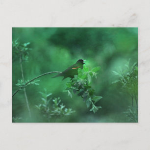 The Song Postcard