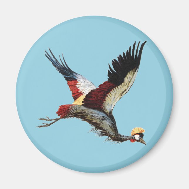 The South African crowned crane in mid-flight Magnet (Front)