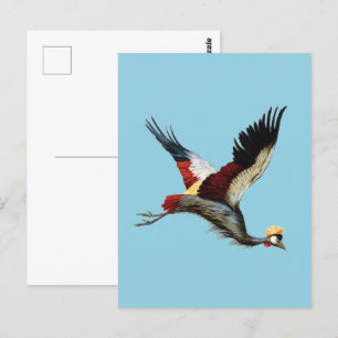 The South African crowned crane in mid-flight Postcard