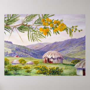 The South African Doornboom and Fingo Huts Poster
