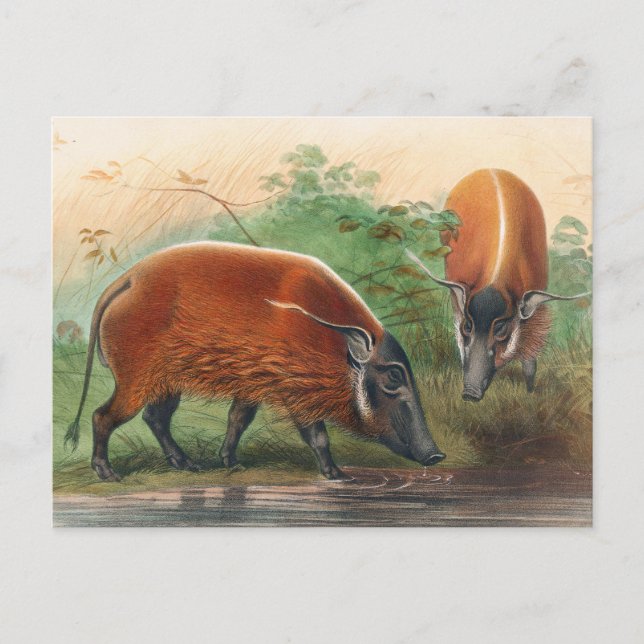The South African River Hog by Joseph Wolf Postcard (Front)
