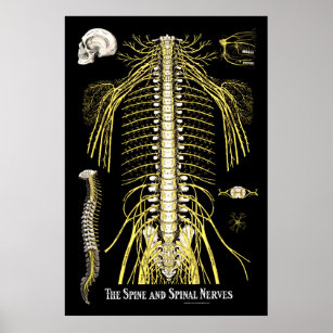 The Spine and Spinal Nerves Chiropractic Chart