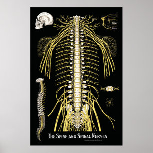 The Spine and Spinal Nerves Chiropractic Poster