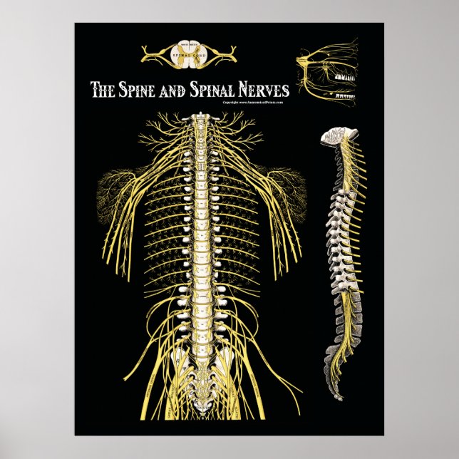 The Spine and Spinal Nerves Chiropractic Poster (Front)