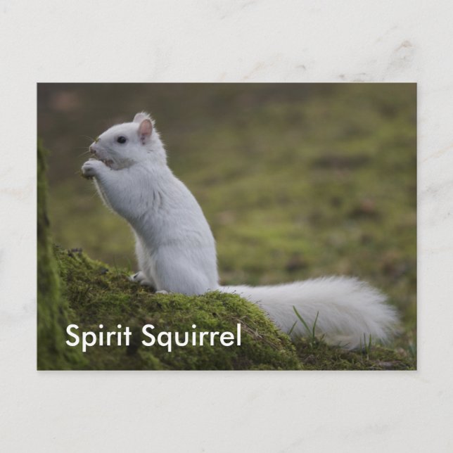 The Spirit Squirrels of the West Postcard (Front)