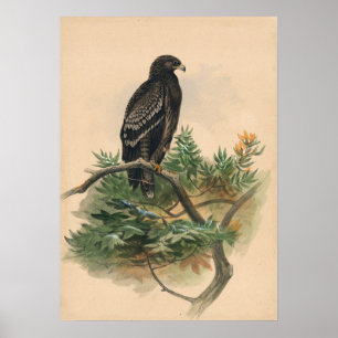 The Spotted Eagle by Joseph Wolf Poster