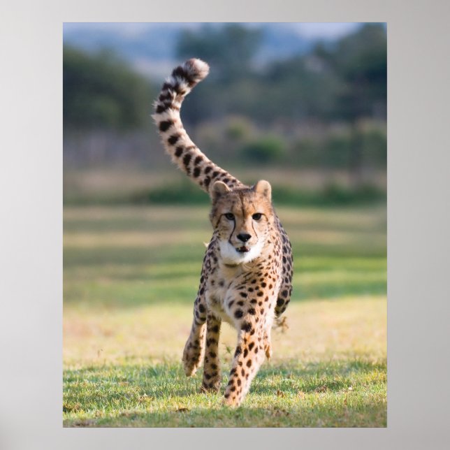 The Sprint Poster (Front)