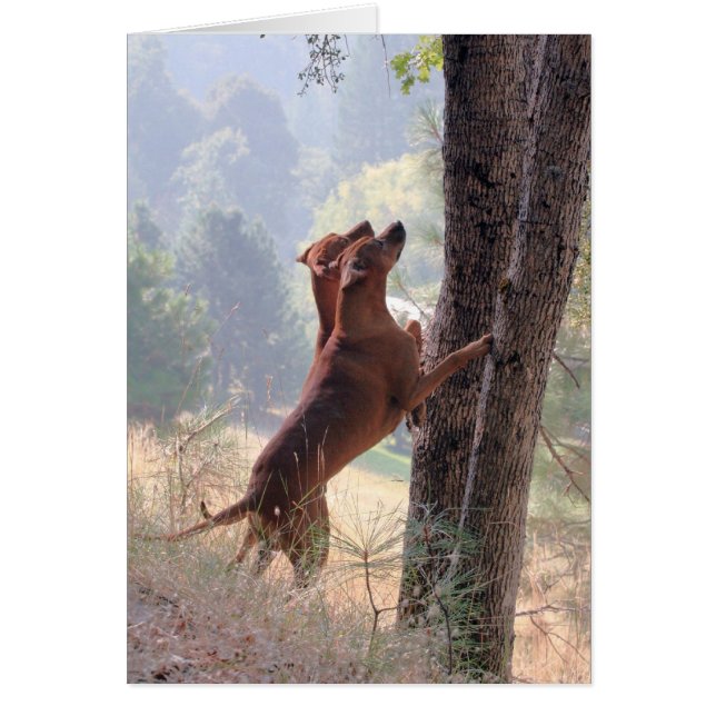 The Squirrel Hunt (Front)