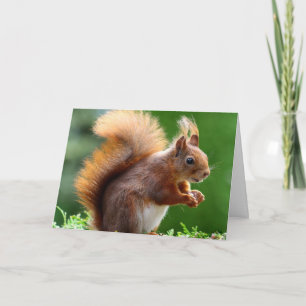 The Squirrel Valentine Card
