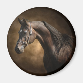 The Stallion Magnet